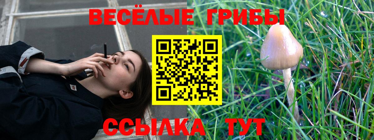 Галлюциногенные грибы Psilocybe Старая Русса